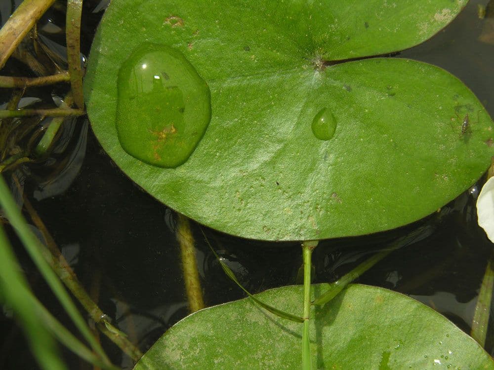 Sagittaria guayanensis 14