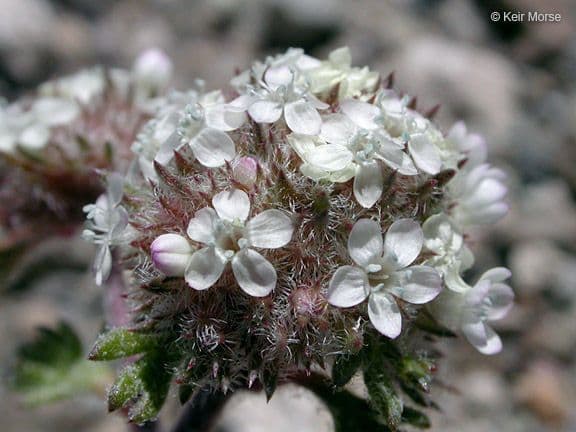 Ipomopsis congesta