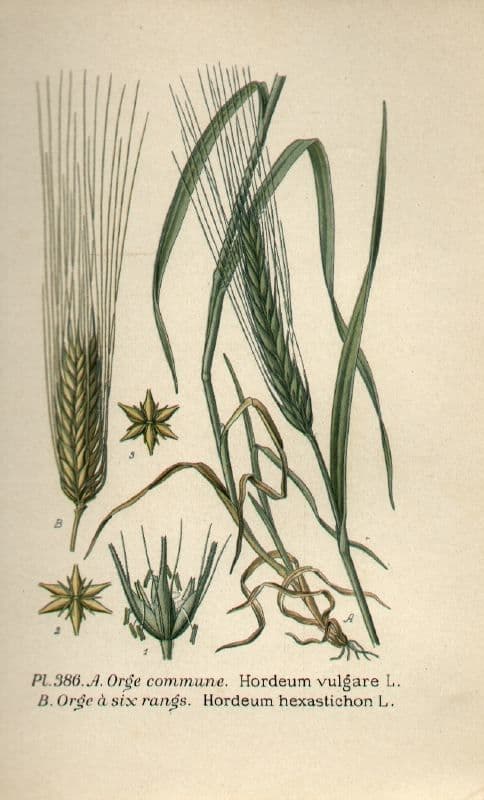 Orzo 29