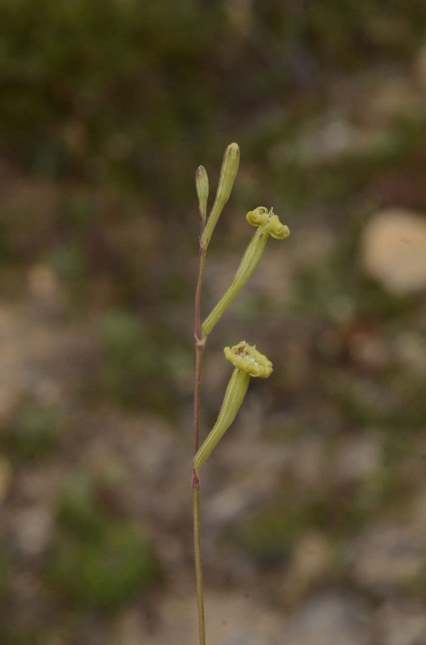 Mediterranean catchfly 11