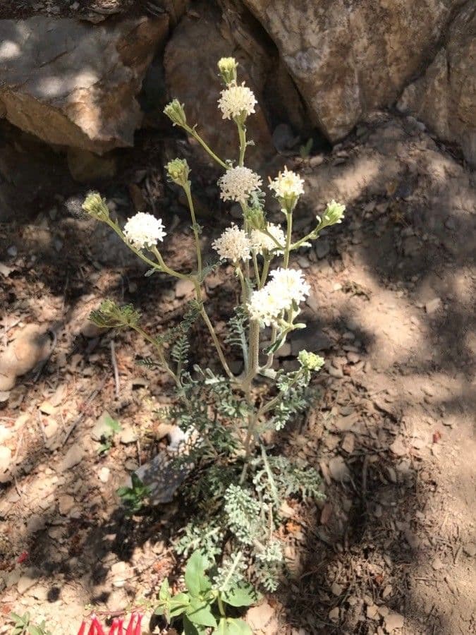 Chaenactis 6