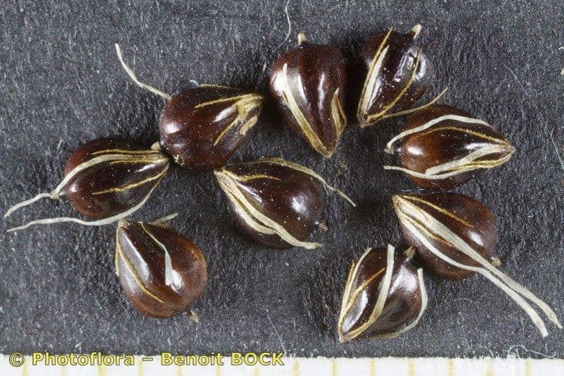 Breitfrüchtiger Spierling 20