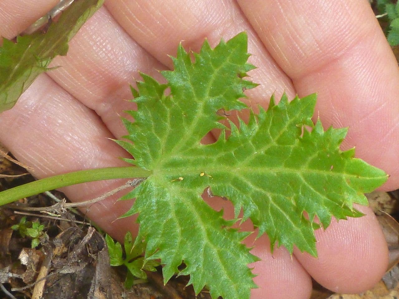 Sanicula 12