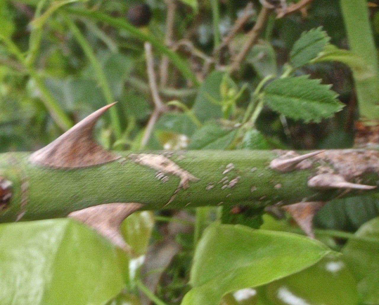 Kleinblütige Rose 13
