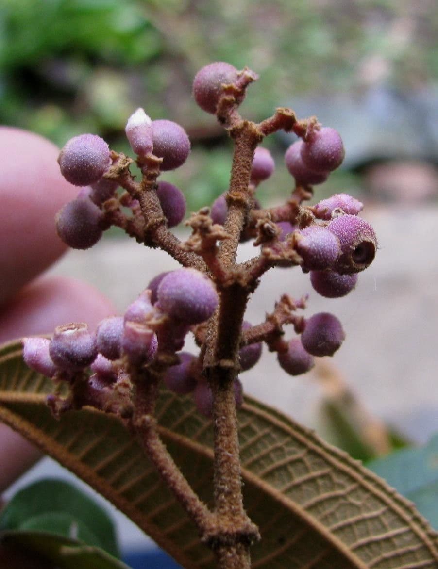 Miconia xalapská