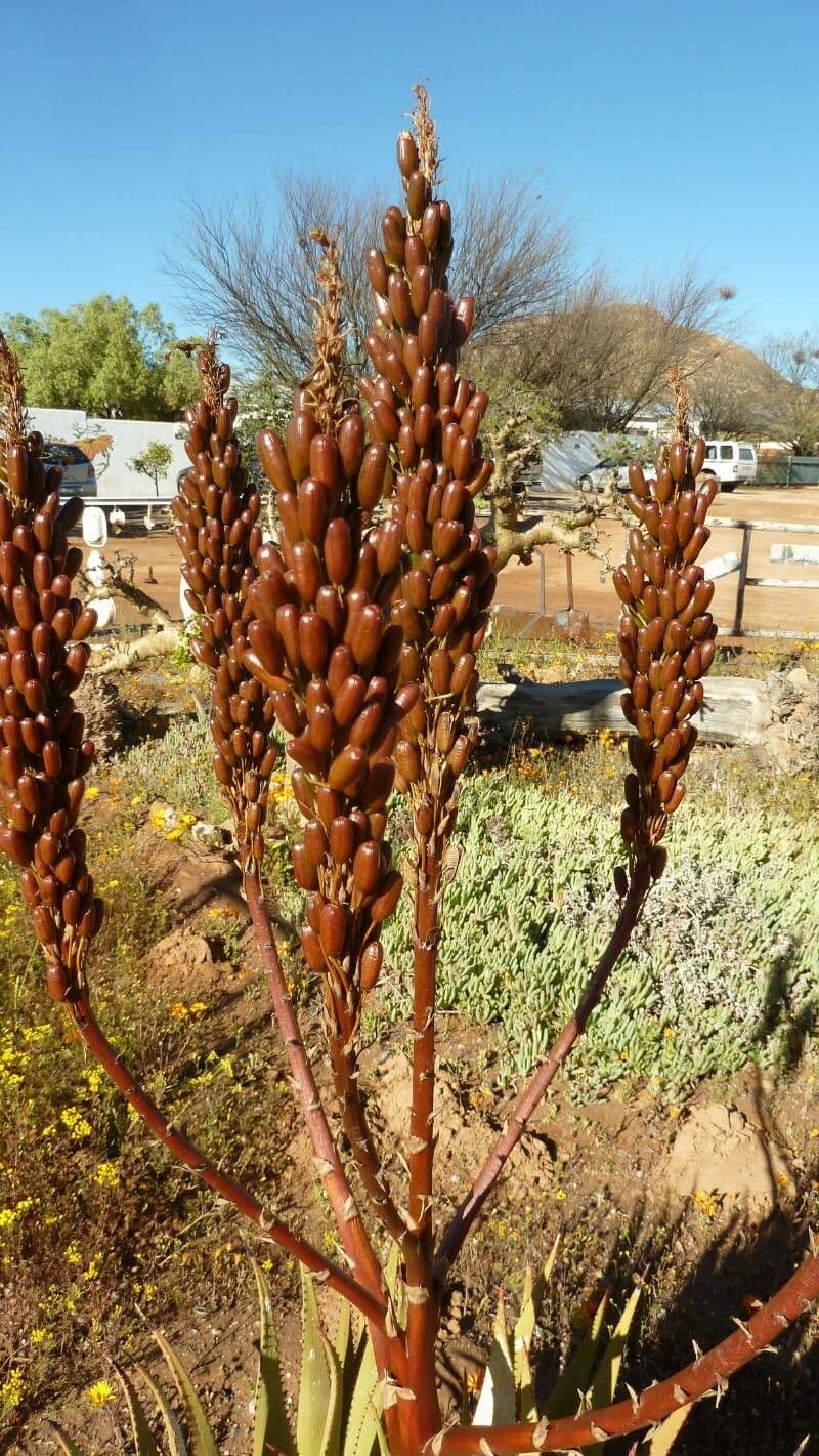 Aloe