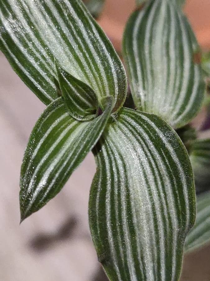Callisia 13