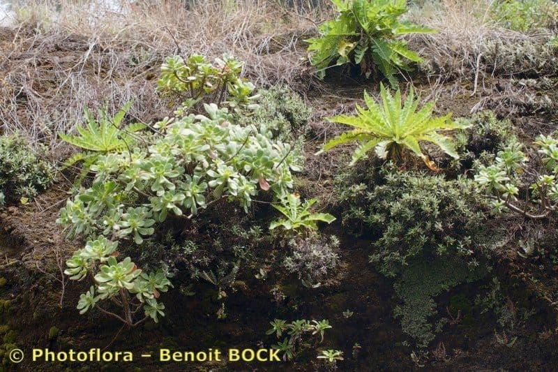 Aeonium 8