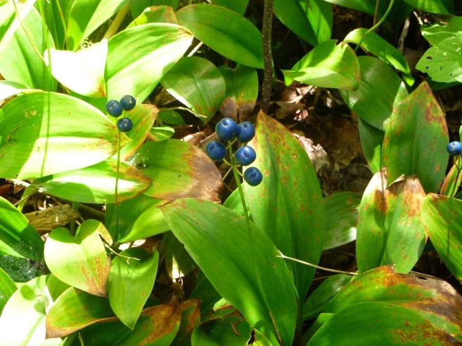 Clintonia boreale 15