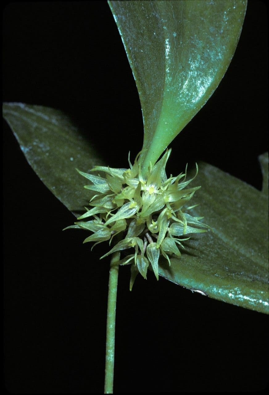 Pleurothallis ruscifolia