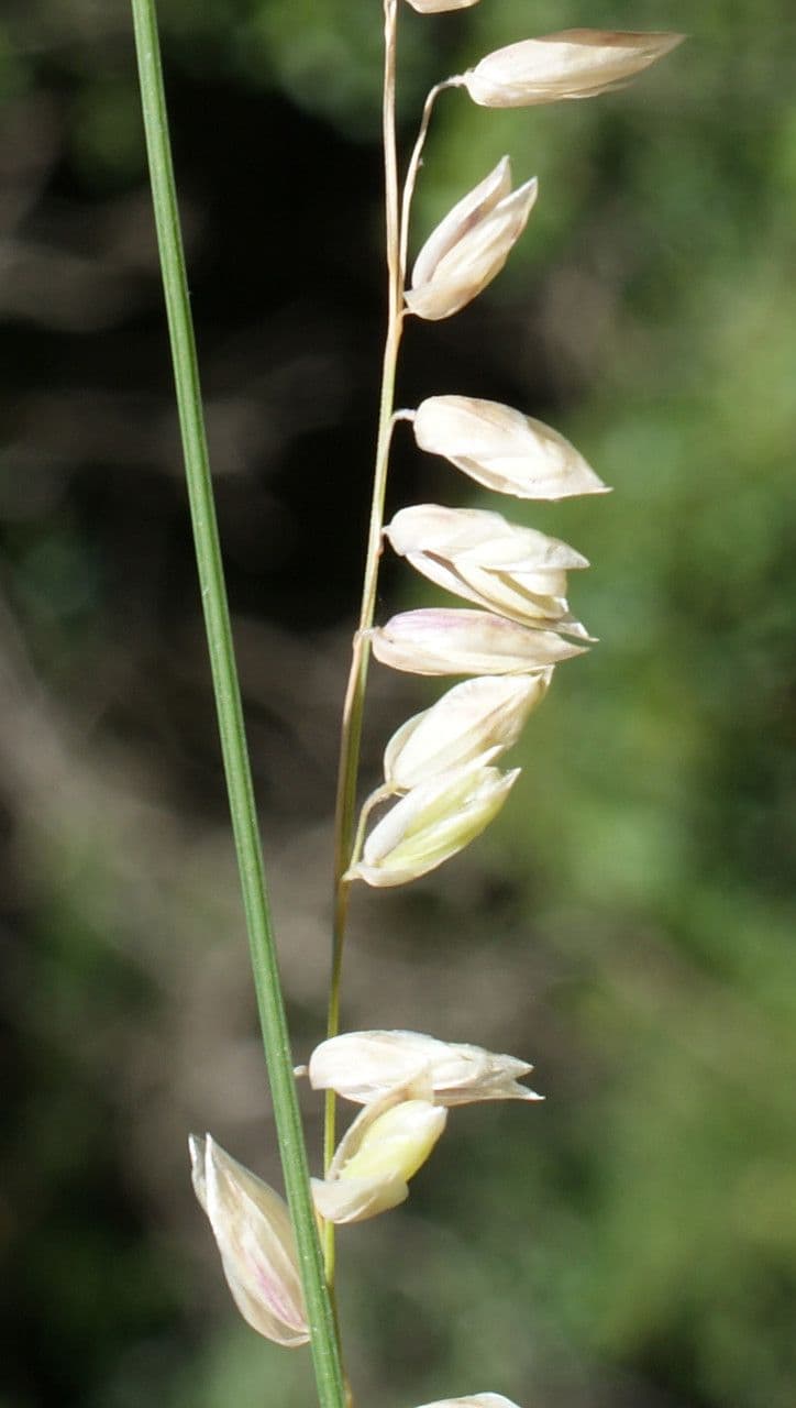Small melick 3