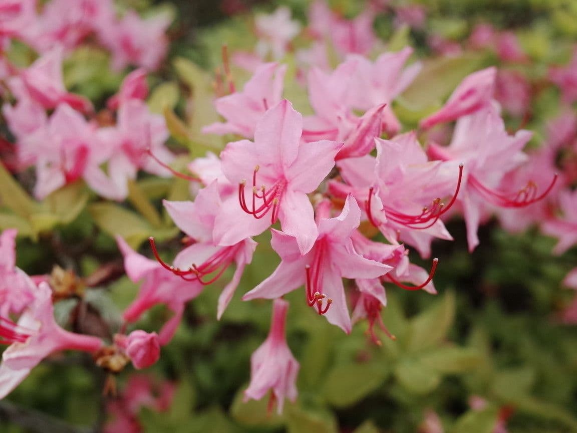 Rododendro 4