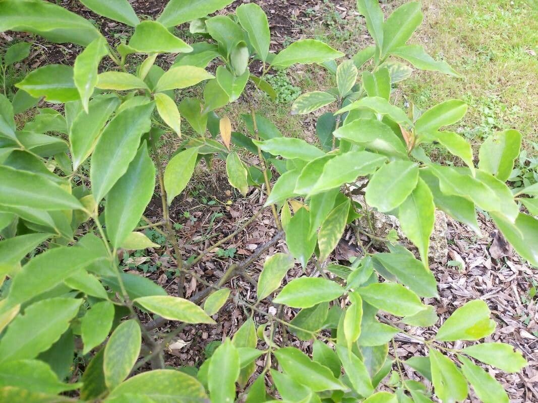 Euonymus myrianthus 15