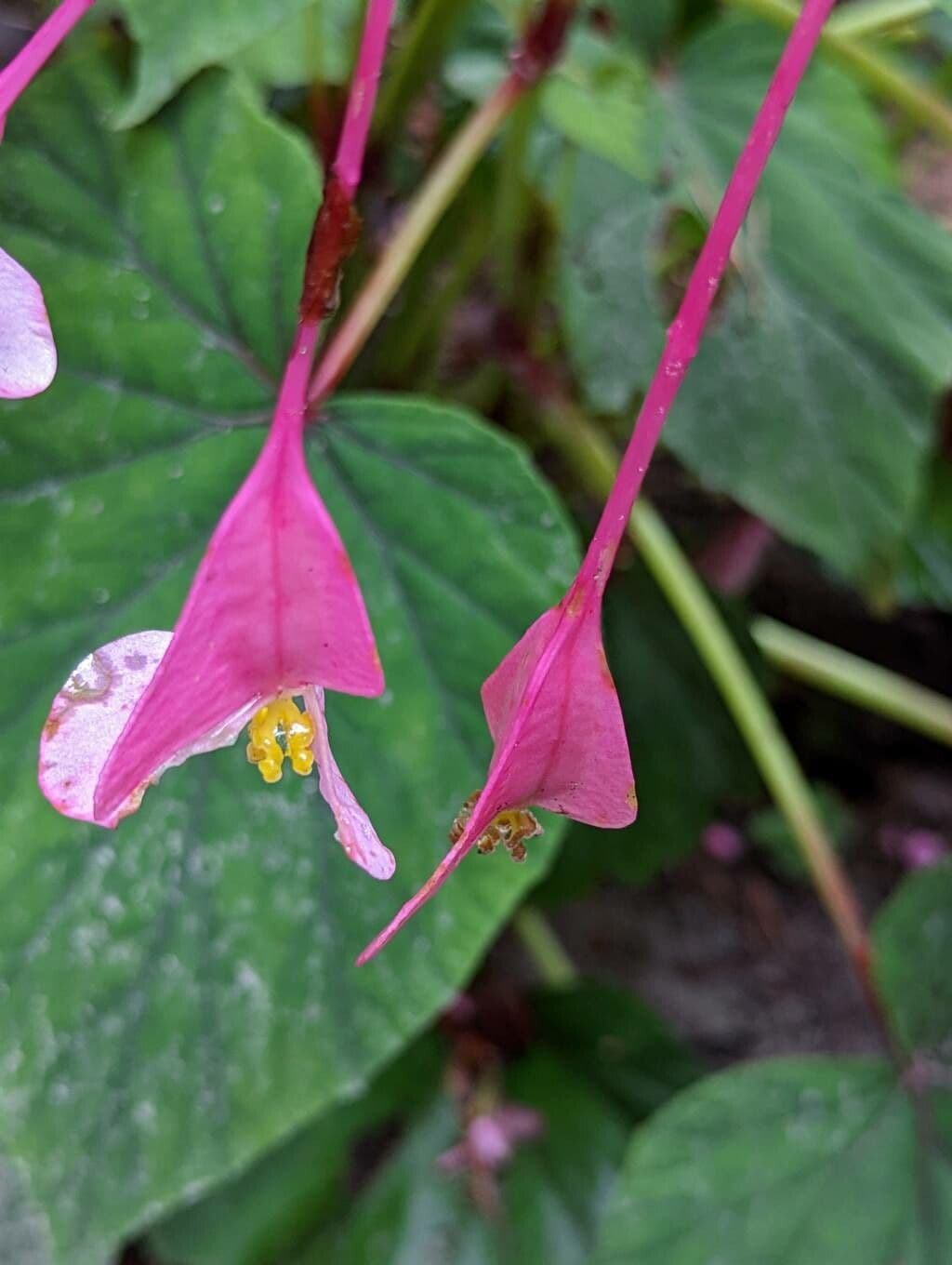 Begonia 4