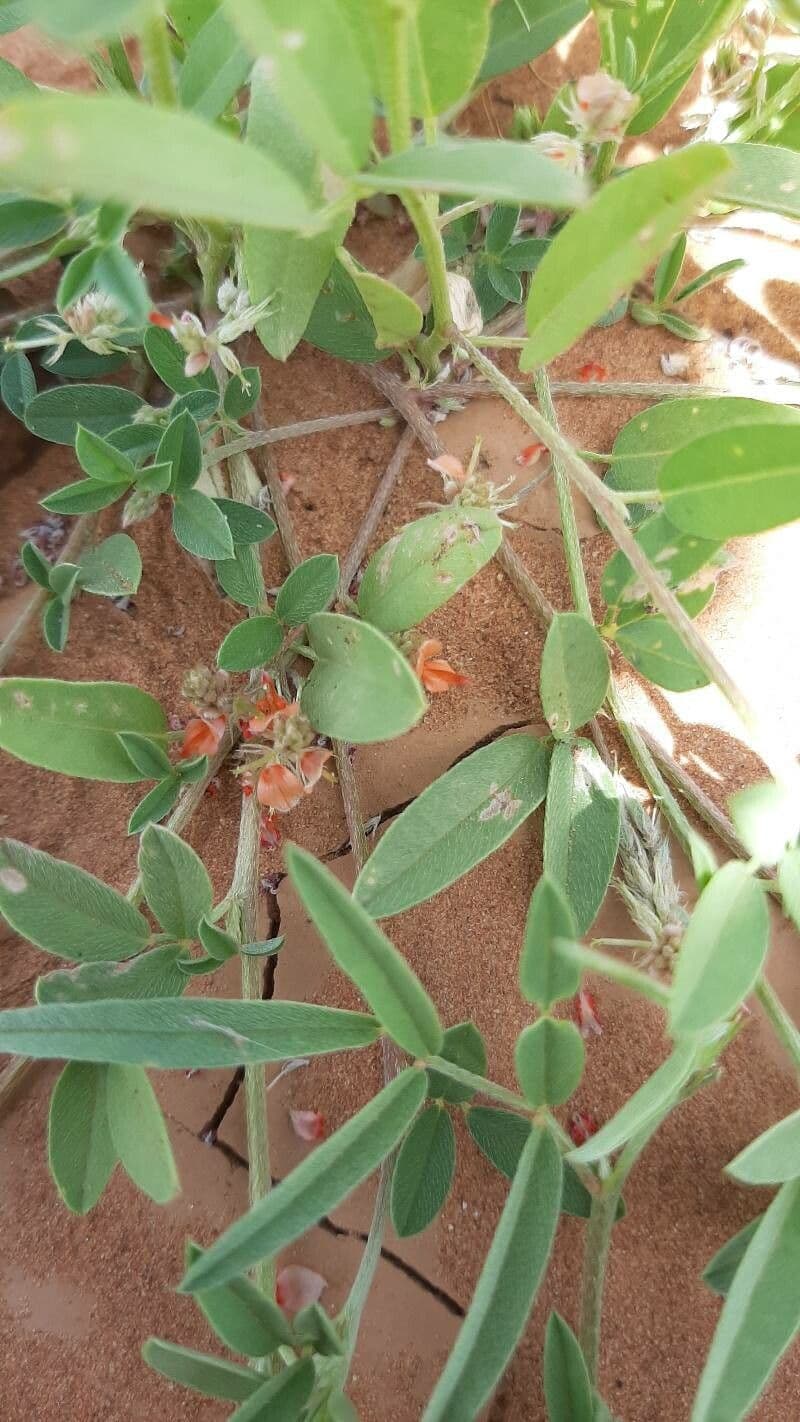 Indigofera 7