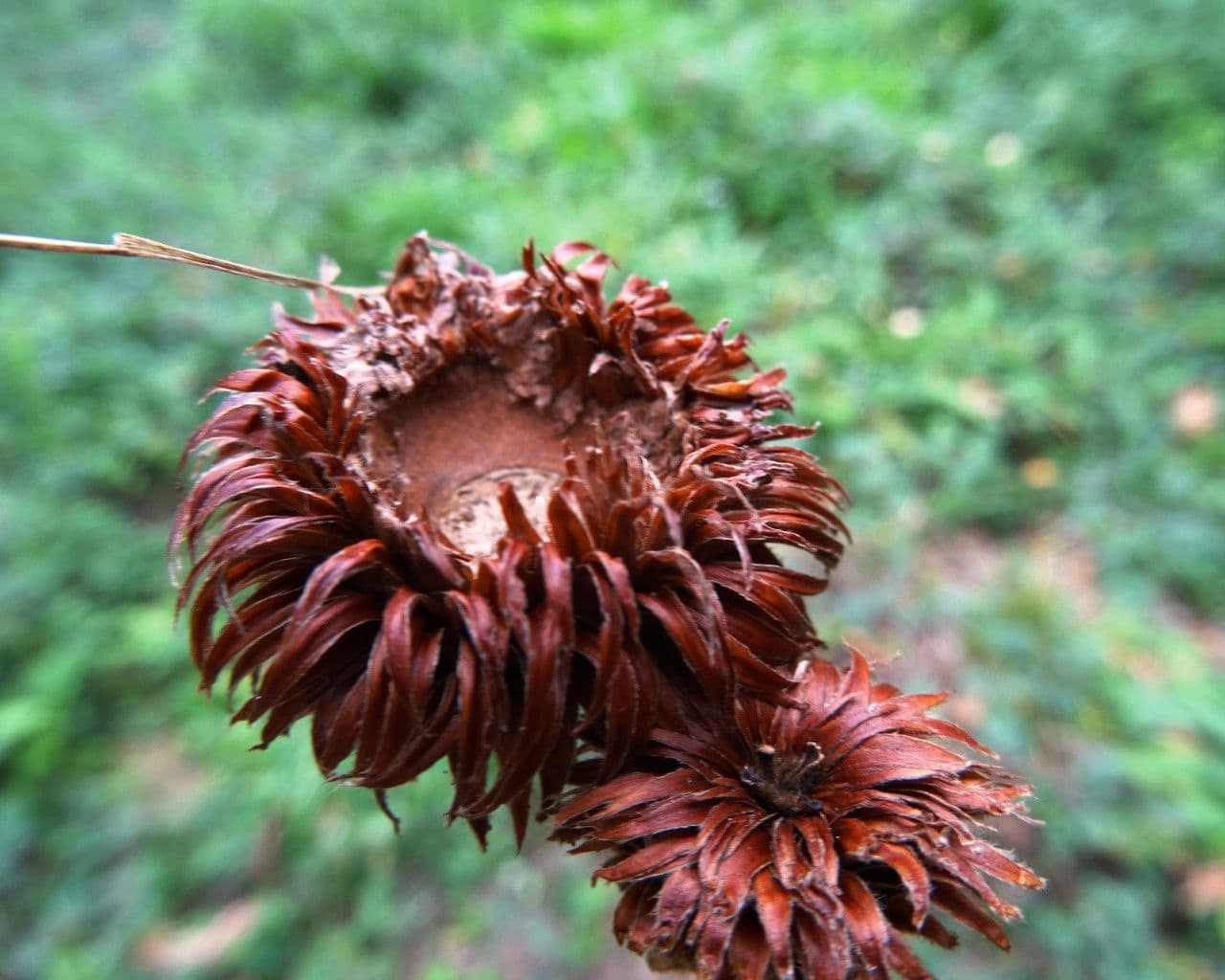 Quercia Daimyo 3