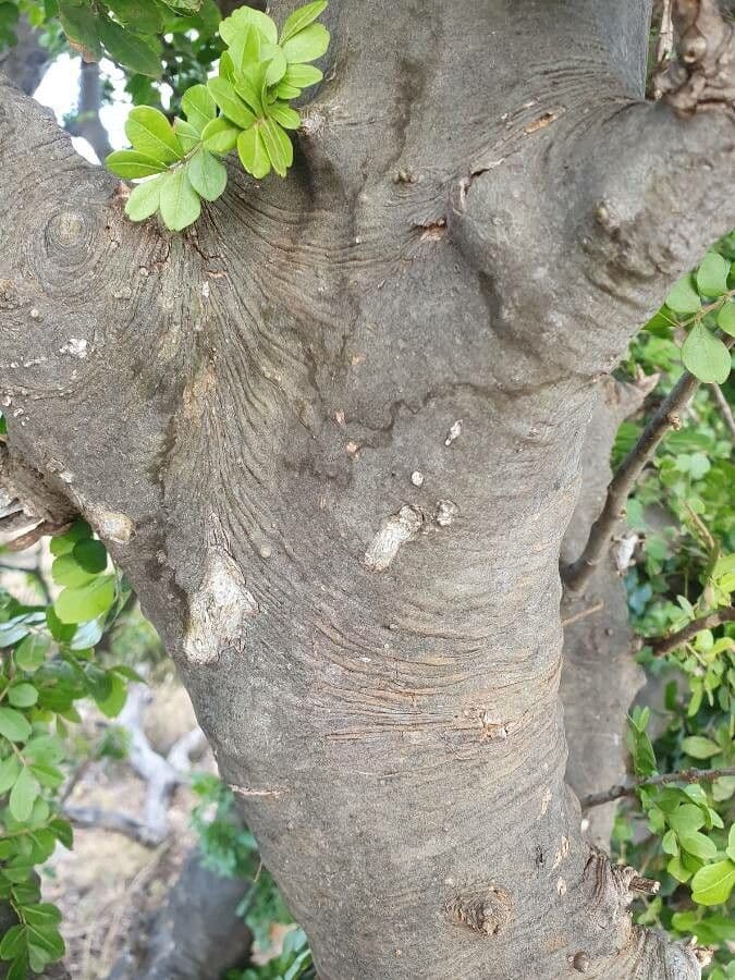 Haplocoelum 11