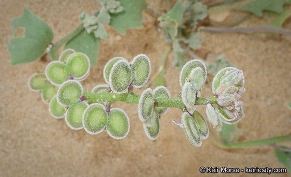 Dithyrea californica 18