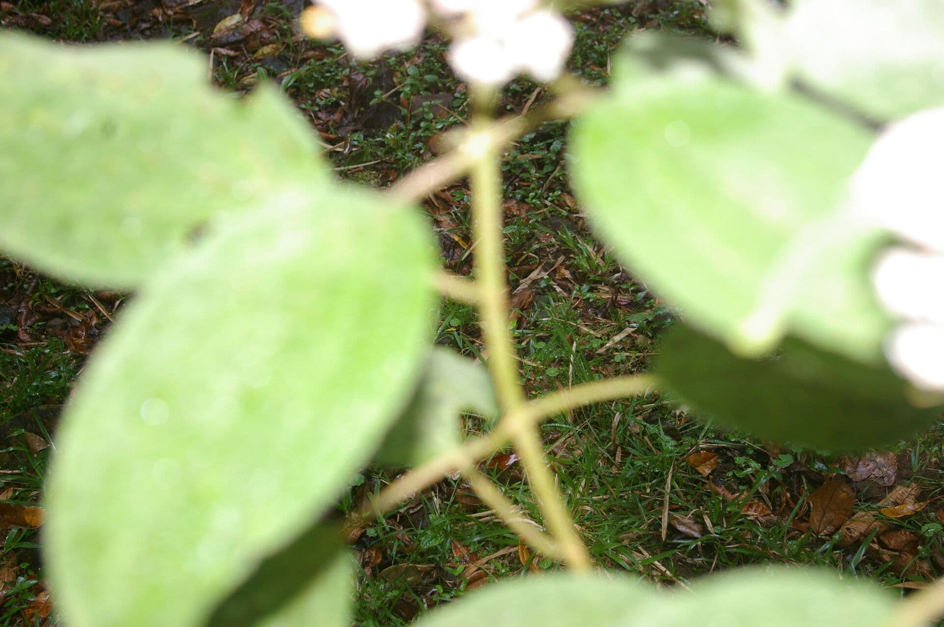 Miconia 6