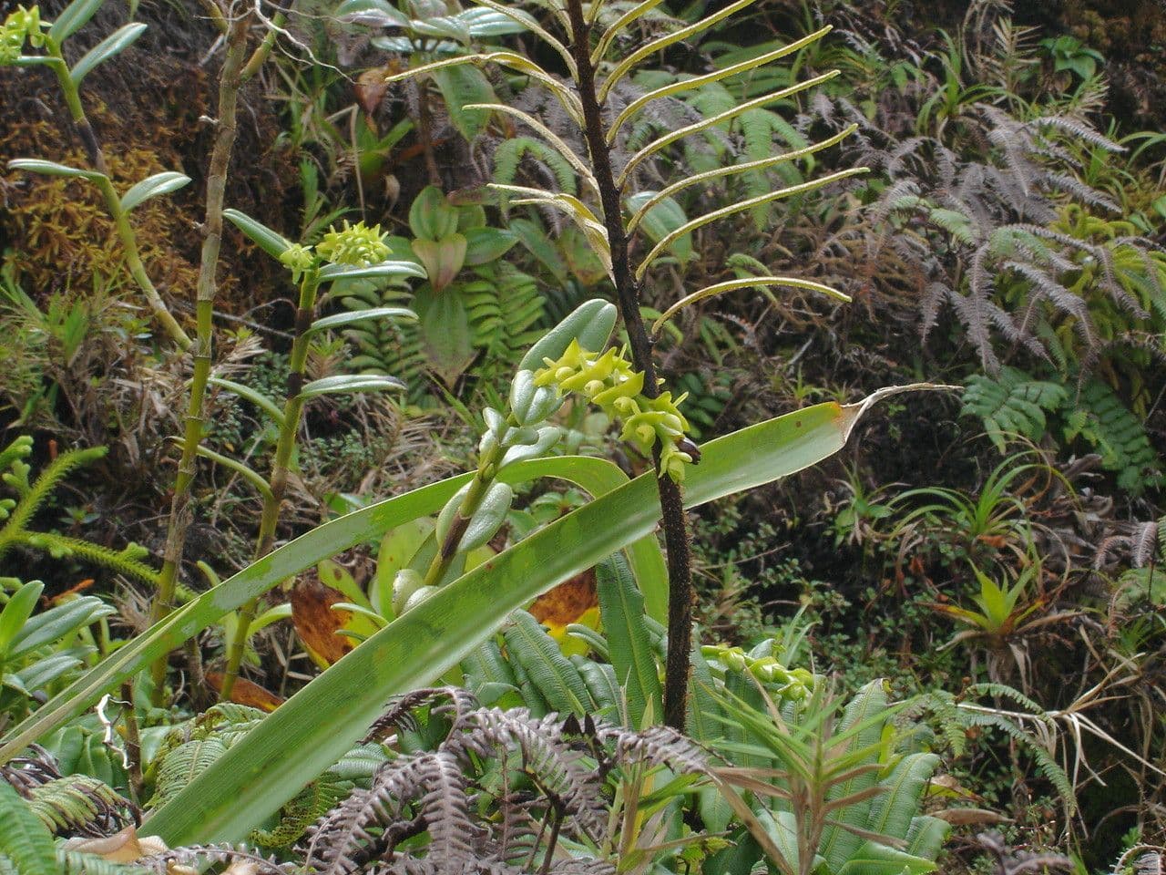 Epidendrum