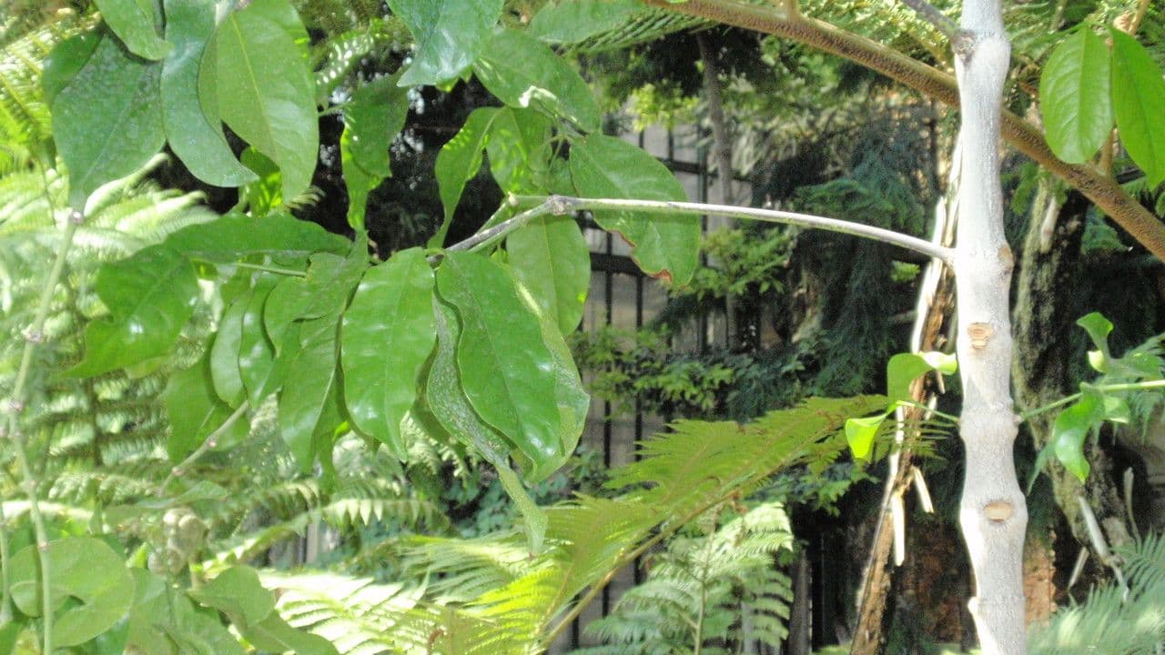 Gnetum gnemon 11