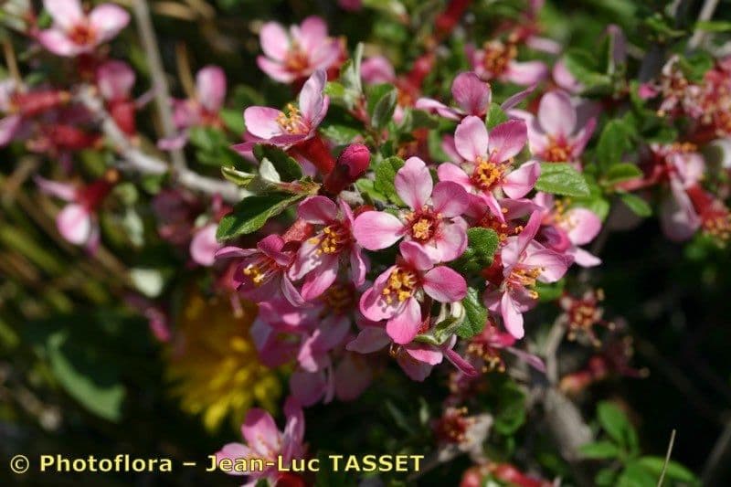 Cerisier 28