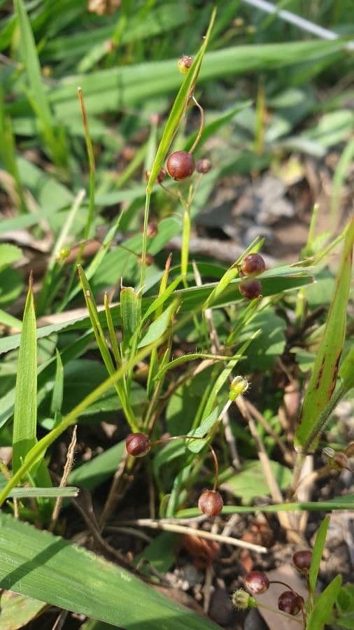 Sisyrinchium micranthum 14