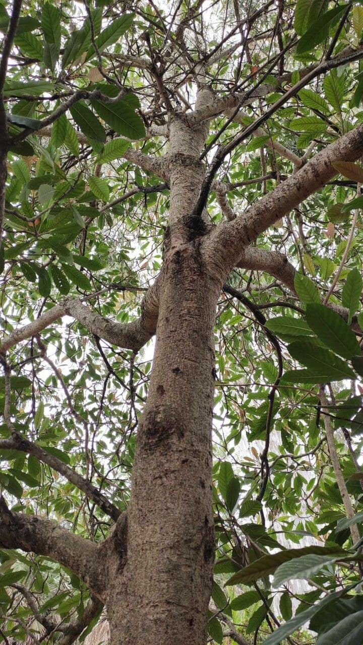 Rhaphiolepis 7