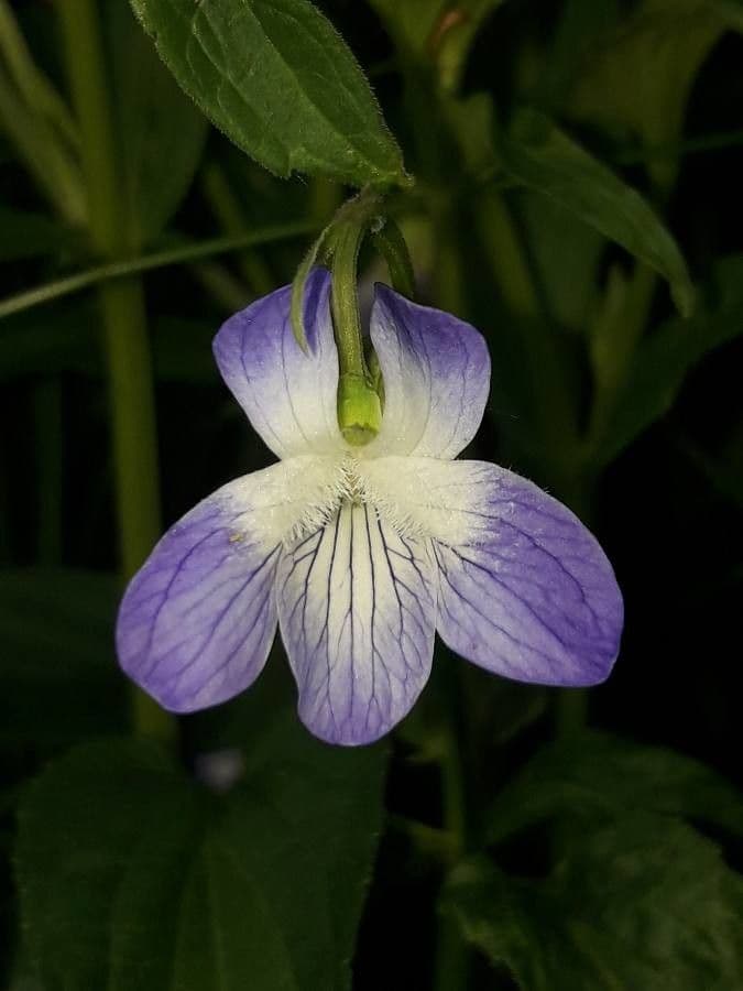 Viola elatior 9