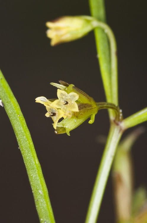Dicranocarpus