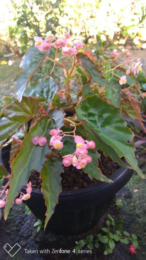 Fuchsienblättrige Begonie 6