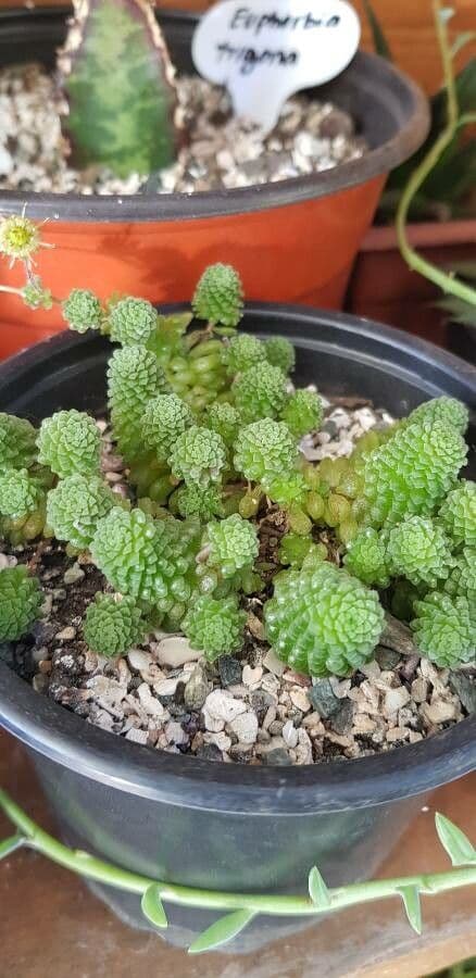 Vielblättrige Monanthes 5