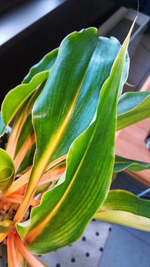 Chlorophytum 12