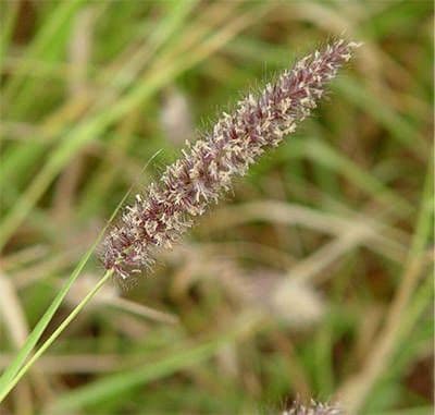 Erba buffel 6