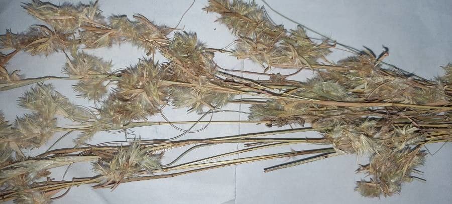 Cymbopogon 2