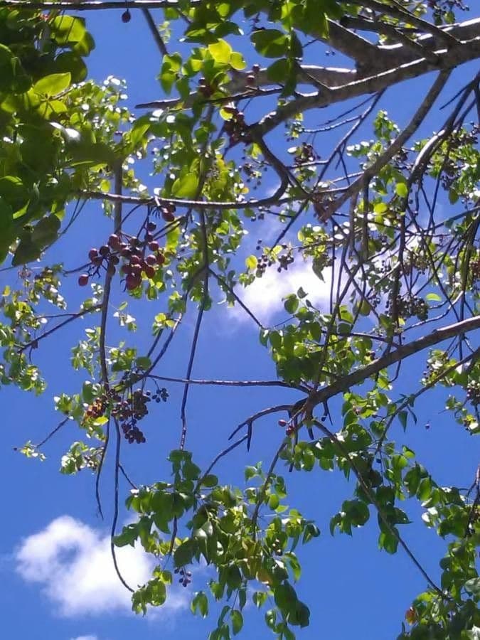 Ylang-ylang 27