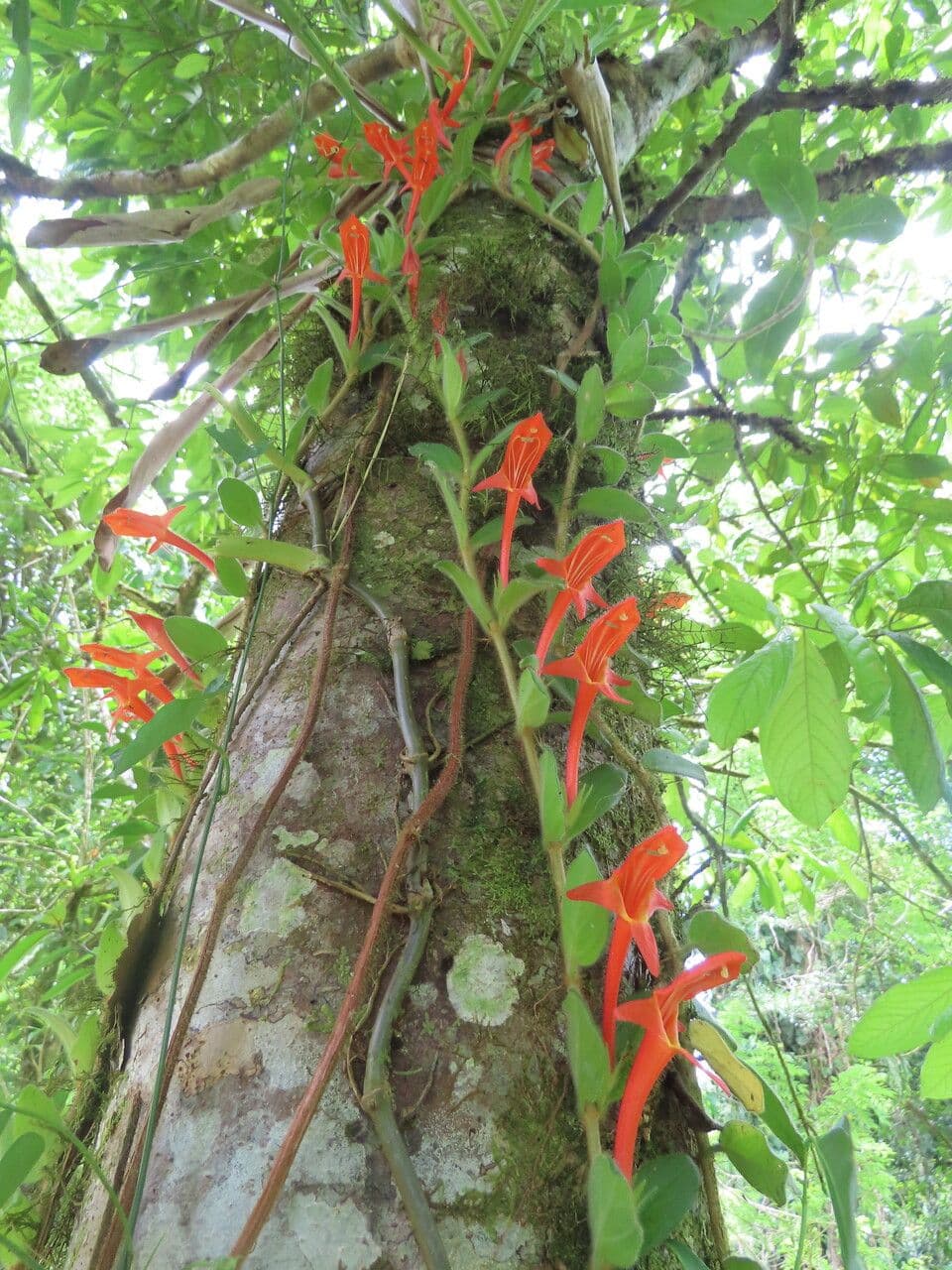 Columnea 5