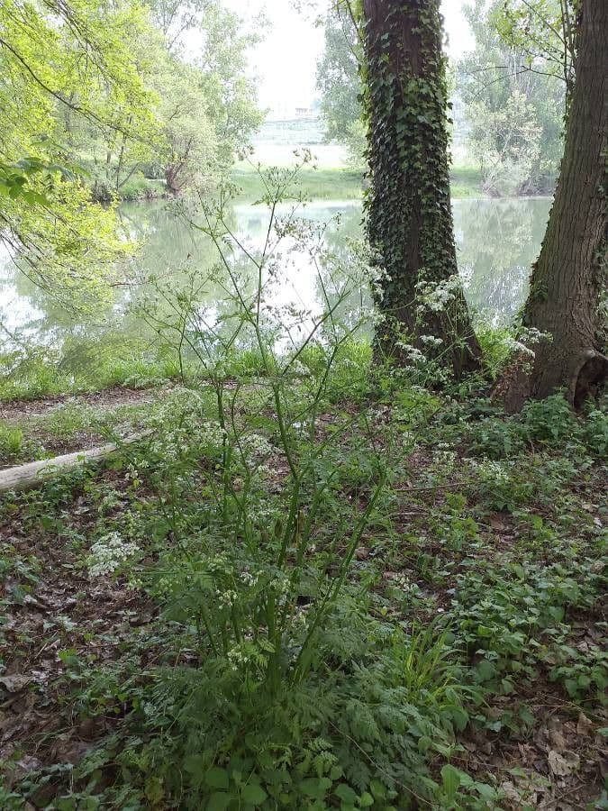 Cerfoglio selvatico 15