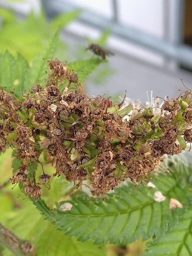 Sorbaria 2