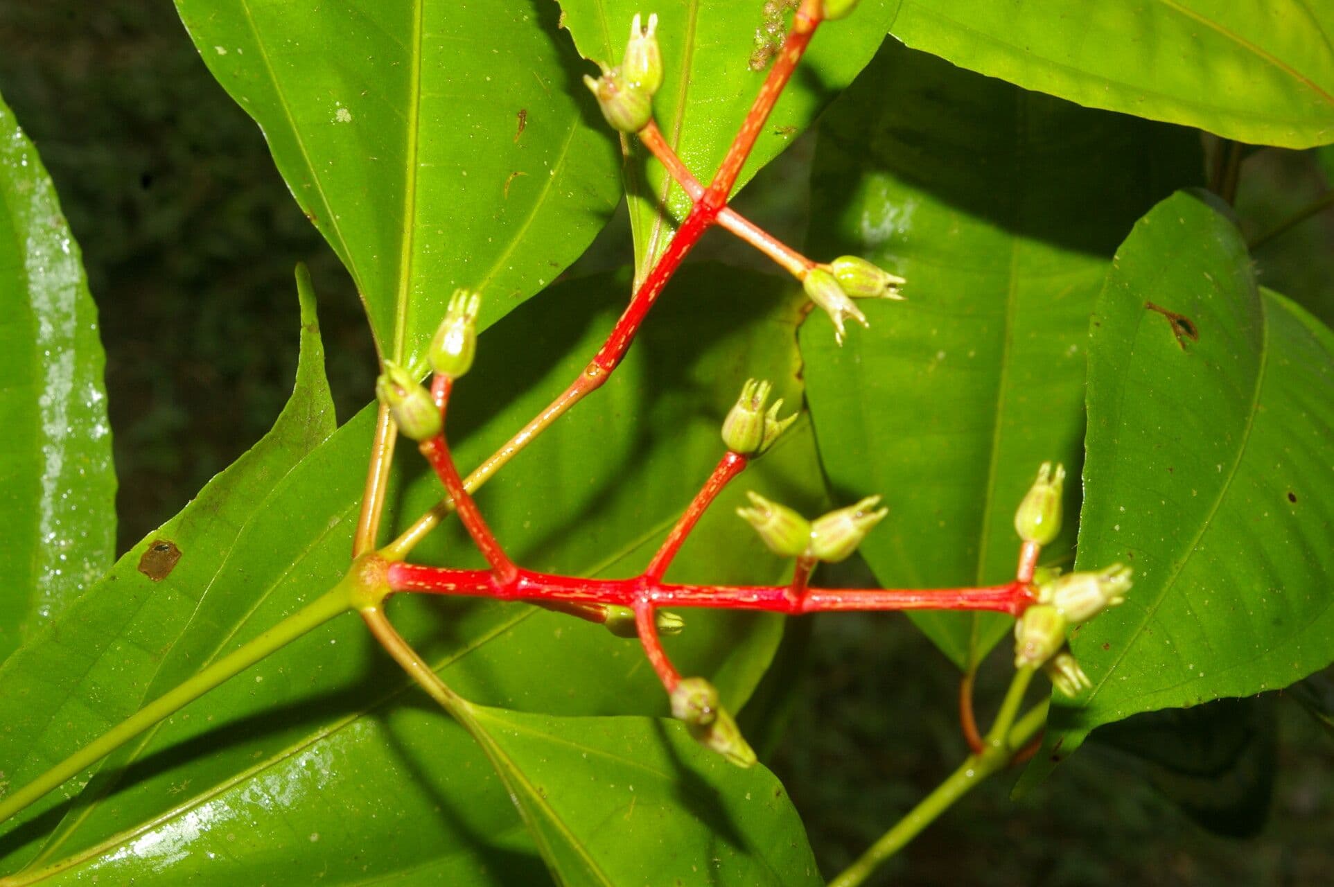 Miconia 4