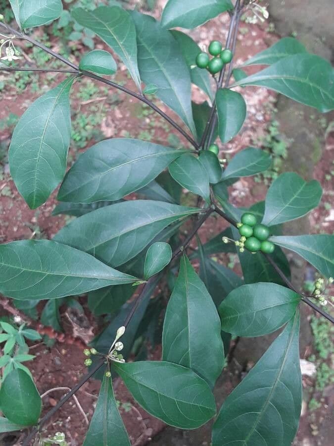 Solano de dos hojas 26
