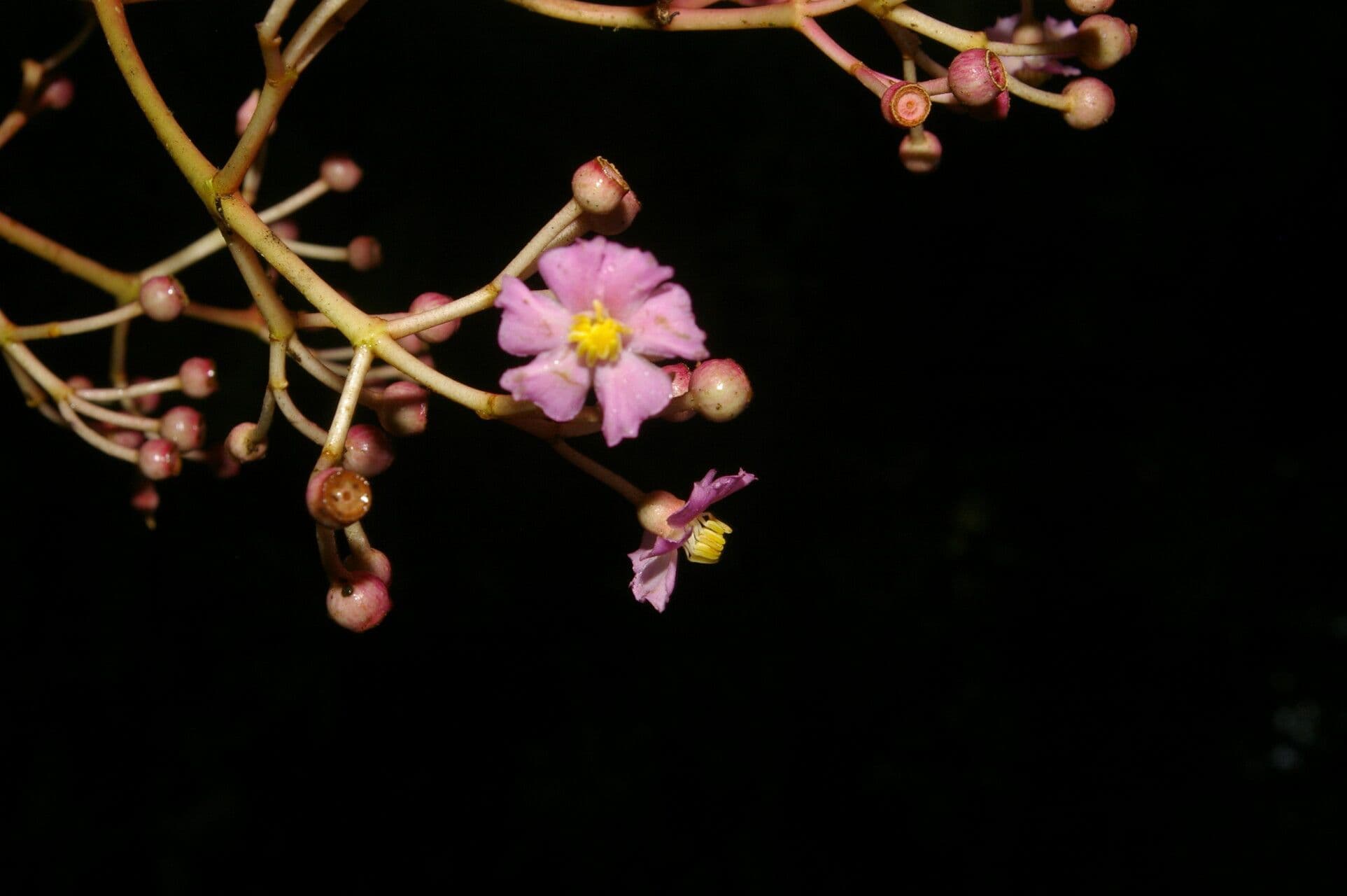 Miconia 4