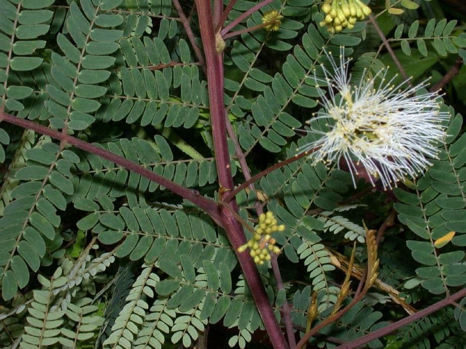 Albizia carbonaria 17