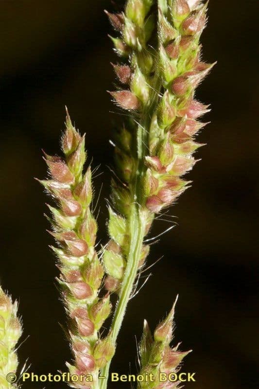 Echinochloa oryzoides