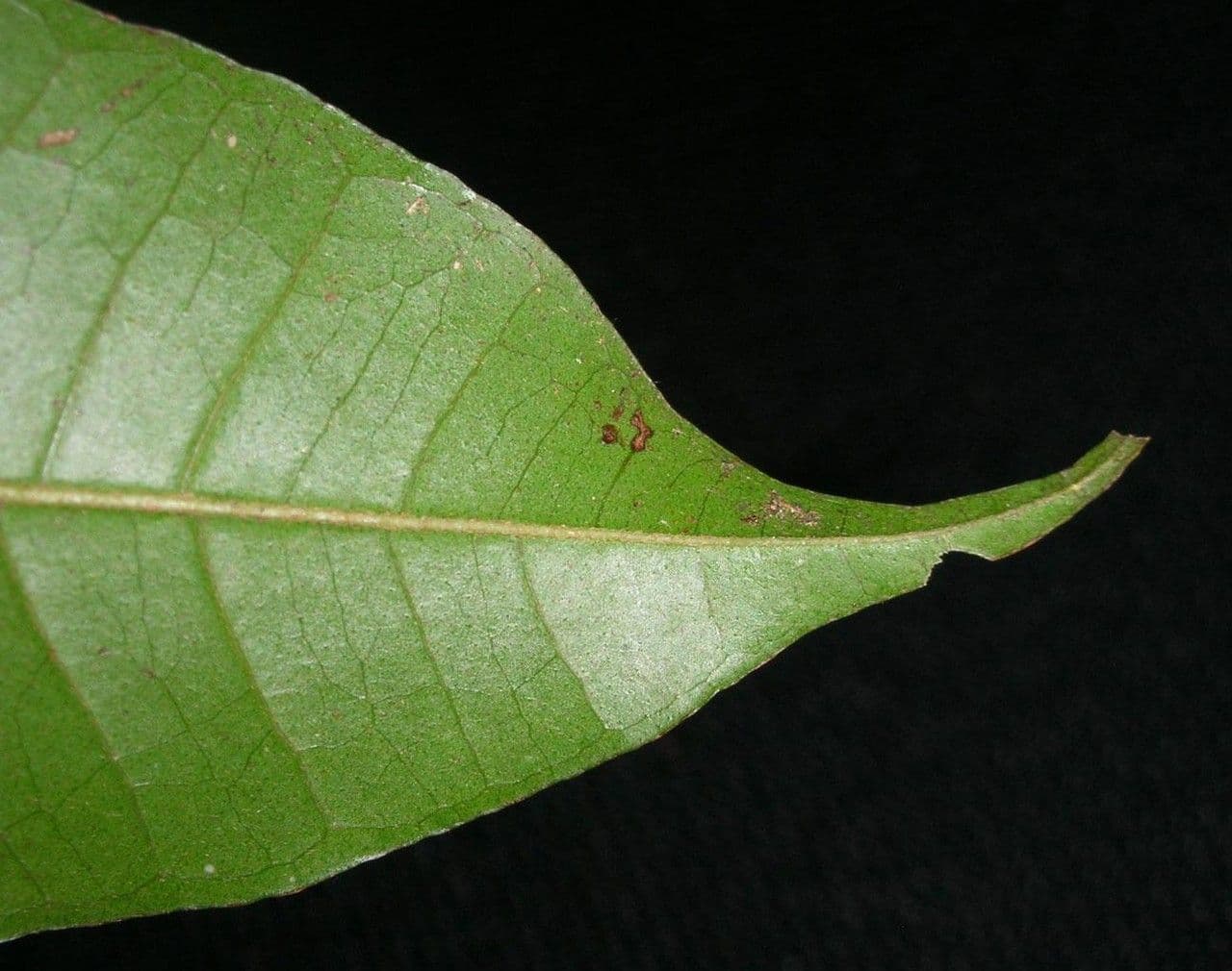 Myrcia 10