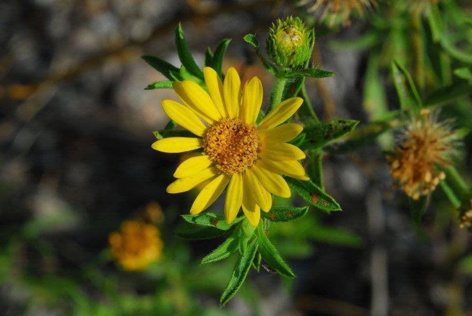 Heterotheca 8