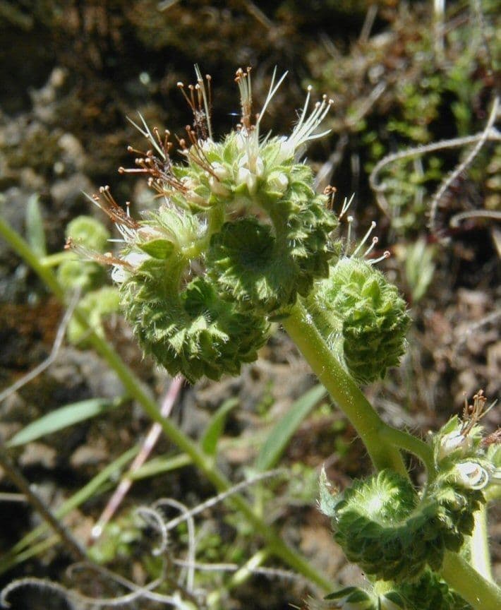 Phacelia