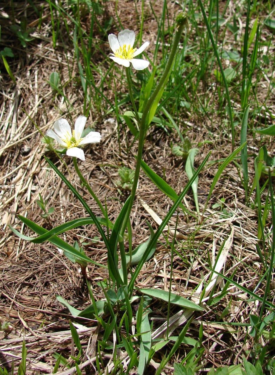 Jaskier Küpfera 13