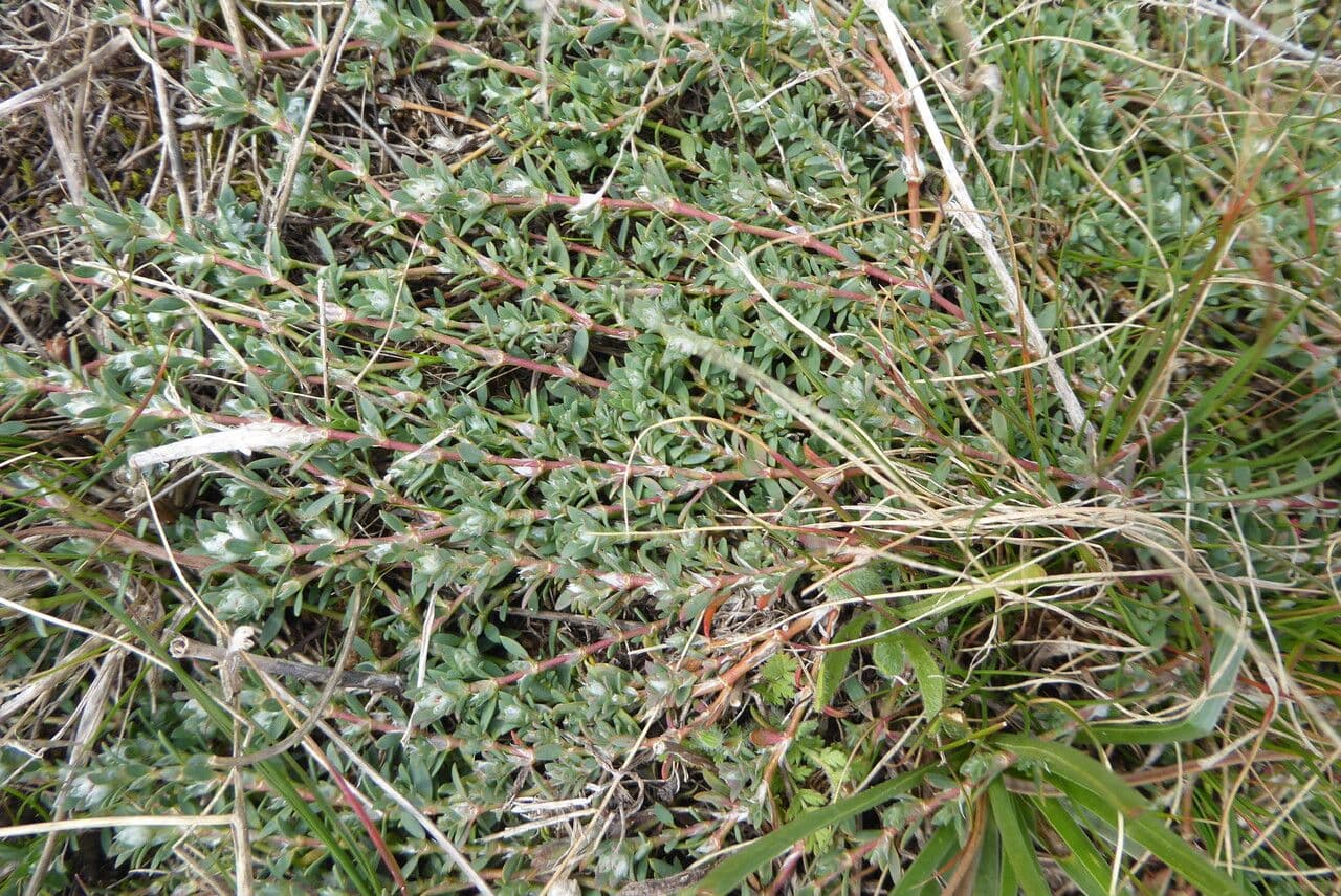 Paronychia capitata 10