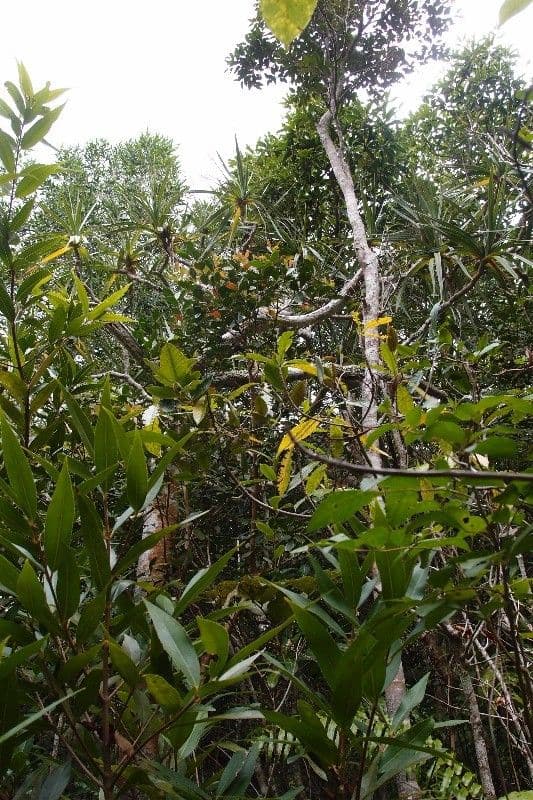 Pandanus 10